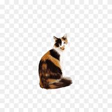 The fur color pattern of calico cats is not indicative of any breed, but rather occurs randomly in cat breeds that have a range of color patterns. Calico Cat Png Images Pngwing