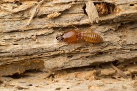 Concrete is more durable than wood — too hard for termites to gnaw through — but you still must protect cement structures from them. Do Termites Eat Hardwood Safeguard Pest Control