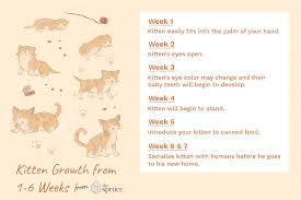 What To Expect In The First 6 Weeks Of Your Kitten S Life Newborn Kittens Feeding Kittens Kitten Care