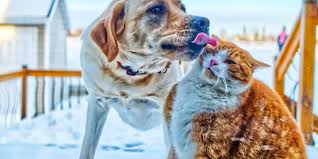 Maybe you would like to learn more about one of these? Come Scegliere Un Antiparassitario Per Cani E Gatti