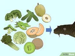 3 Cara Untuk Memberi Makan Ikan Sapu Sapu Wikihow