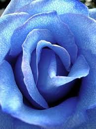 8 793 picture flowers stock video clips in 4k and hd for creative projects. 30 Flower Close Up Ideas Flower Close Up Beautiful Flowers Pretty Flowers