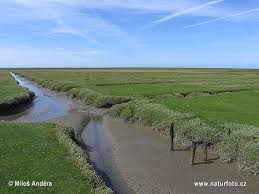 The hamburg wadden sea national park (german: National Park Schleswig Holsteinisches Wattenmeer Photos National Park Schleswig Holsteinisches Wattenmeer Images Nature Wildlife Pictures Naturephoto