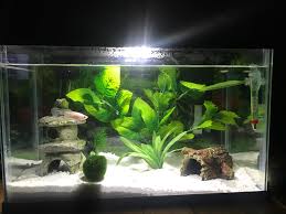 Bettas don't have to be removed from their tank when you do small waterchanges creating less stress for the betta and for their owner who no longer has to chase them with a net. My Small Betta Tank Aquariums