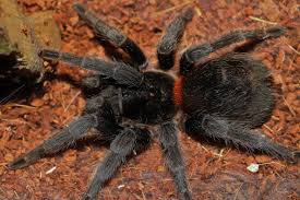 Euathlus is a genus of south american tarantulas that was first described by anton ausserer in 1875. February 2016 Dave The Bug Guy
