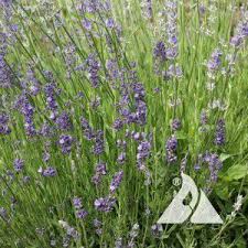 Image result for Lavandula angustifolia Vera