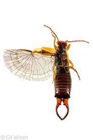 detail of an earwig wing ontario canada earwigs insects arthropods