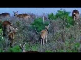 Dr zelalem abera walalloo walaloo caalii fi hacaaluu dr zelalem youtube human god over everything host on one of the biggest black media on youtube african diaspora news channel. Download Nuuf Haaraya Miti Walaloo Ustaaz Rayyaa Abbaa In Hd Mp4 3gp Codedfilm