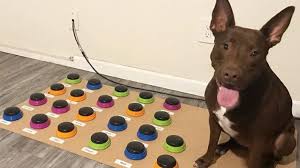 Encuentra botones para juegos en mercadolibre.com.mx! El Perro Que Habla Pulsando Botones