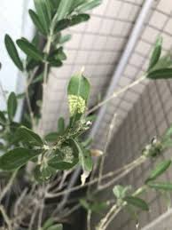 オリーブの葉 病気 虫食い 冬の間元気のなかったオリーブの鉢植え ガーデニング 家庭菜園 教えて Goo