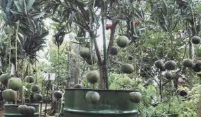 Tanam pokok buah dalam pasu. Pokok Yang Boleh Ditanam Dalam Pasu Malaysia Online Plant Nursery