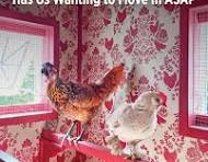 Wallpaper in a chicken coop? Wait until you see the colorful ...