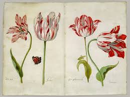 Tulip mania was a period during the dutch golden age when contract prices for some bulbs of the recently introduced and fashionable tulip reached extraordinarily high levels, and then dramatically collapsed in february 1637. Tulip Top View Drawing Novocom Top