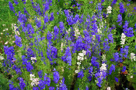 Colectie gratuita de poze cu flori de camp. Flori Albastre Casa È™i GrÄƒdina
