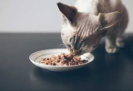 Searching for a healthy snack for your cat? Homemade Cat Food 8 Healthy And Tasty Recipes For Your Kitty