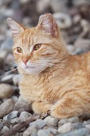 It is arguably the most recognisable sign of animal contentment: Barn Cat Program Windham County Humane Society