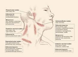 We did not find results for: Educational Anatomy Human Lymphatic System Medical Poster A0 Size Kunst Com Antiquitaten Kunst
