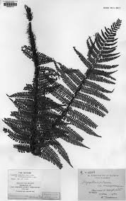 Image result for Dryopteris kilemensis
