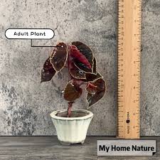 Image result for Begonia rubronervata