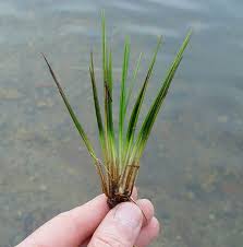 Image result for Isoetaceae