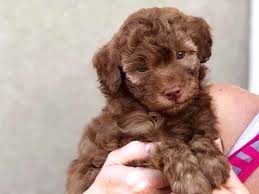 Looking for australian labradoodle puppies? F2 Miniature Labradoodle Puppies For Sale Off 59 Www Usushimd Com
