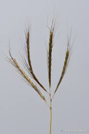 Image result for Dichanthium