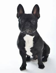 Black And White Brindle French Bulldog Brindle Frenchie Boy Bulldog Puppies Cute Baby Animals Bulldog