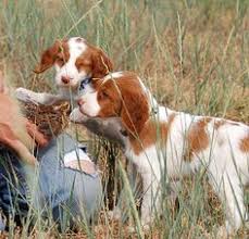 French brittany spaniel puppies for sale by french brittany spaniel breeders, trainers and kennels connecting buyers and breeders with hunting dog classified ads for selling bird dog puppies, started and finished gun dogs for sale. 8 Best Brittany Puppies For Sale Ideas Brittany Puppies For Sale Brittany Puppies Puppies