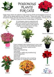 Poisonous Plants For Cats Cat Plants Plants Poisonous Plants
