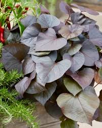 Image result for Ipomoea barteri