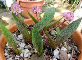 Image result for Ledebouria macowanii
