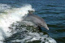 Dolphin wave wiki