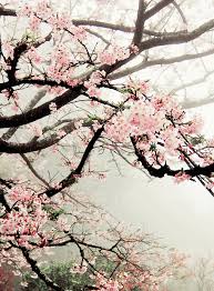 Pin De Ob En 060 Fondos Tumblr Paisajes Flor De Cerezo Paisaje Japon