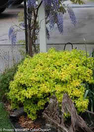 Image result for spirea japonica gold princess