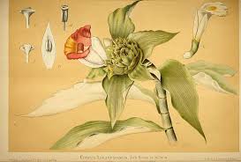 Image result for Costus lucanusianus