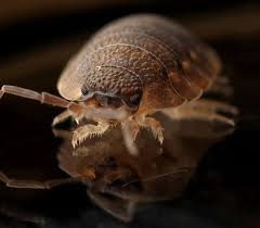 Bugs trap bed bug killer. Pest Control Aaa Pest Control Residential Services Oakland Park