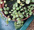 Image result for Peperomia fernandopoiana