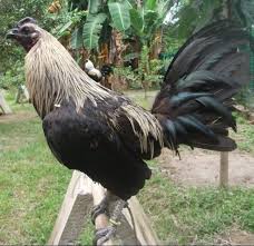 Ternak ayam filipin model umbaran. 75 Gambar Ayam Filipina Import Terbaik Gambar Pixabay