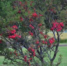 Image result for Schotia afra