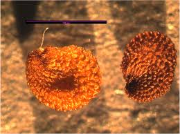 Image result for Cerastium indicum