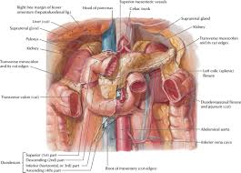 The division into four quadrants allows the localisation of pain and tenderness, scars, lumps, and other items of interest, narrowing in on which organs and tissu. Evaluating The Patient With Right Upper Quadrant Abdominal Pain Emergency Medicine Clinics