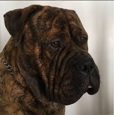 Puppyfinder.com is your source for finding an ideal bullmastiff puppy for sale in usa. Bullmastiff Puppy And Dog Whining Issues Bullmastiff Dog Information Center