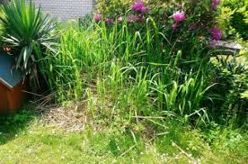 Bambus garten (düsseldorf bambusgarten) adresine en kolay yoldan ulaşmanızı sağlıyoruz, bu nedenle düsseldorf konumundaki kullanıcılar dahil 865 milyondan fazla kullanıcı, toplu taşıma için en. Wer Kann Mir Den Bambus Entfernen In Dusseldorf Bezirk 7 Ebay Kleinanzeigen