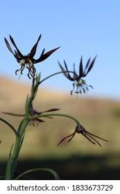 Image result for Ornithoglossum