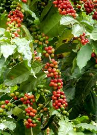 Image result for Coffea schliebenii