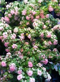 Image result for Pilea microphylla