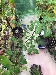 Image result for Gonatopus