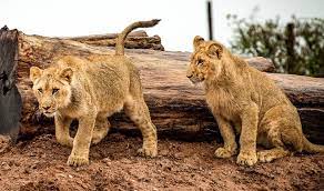 Un rassemblement d'animaux organisé dans l'objectif de comparer et de juger les qualités des animaux ou de les présenter à titre éducatif et. Un Metier Pour Proteger Les Animaux Sauvages Devenir Soigneur Animalier