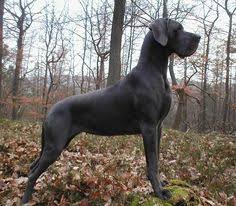 Resultado de imagem para DEUTSCHE DOGGE