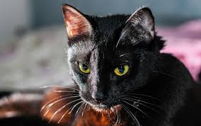 Aggressive cats may be a warning to look closer at those you trust for there may. Black Cat In Dream Meaning And Symbolism